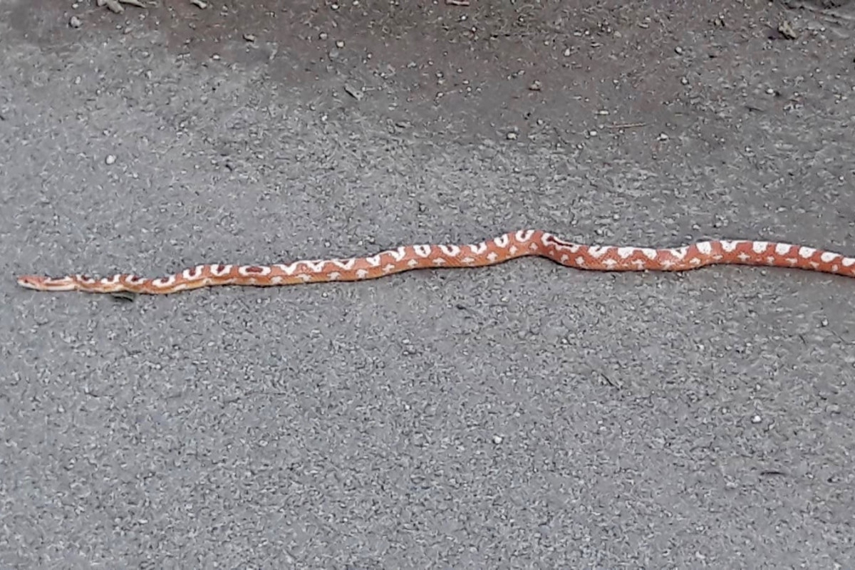 Radio 8 Ardennes | Château-Porcien : un serpent divague en pleine rue