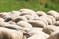 Villers-sur-le-Mont : 15 moutons en mauvaise posture secourus par les pompiers 
