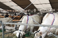 Sedan : Pas d’ovin à la Foire agricole 2024  et le nombre de bovins incertain 