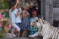 Le Parc Zoologique Pairi Daiza fête ses 30 ans ce samedi 11 mai avec l’ouverture d’un 9ème monde dédié au Japon