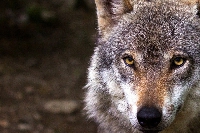 Des tests ADN confirment la présence du loup dans les Ardennes 