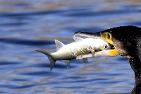 «  La régulation des cormorans de nouveau autorisée  » . Une bonne nouvelle pour le président de la Fédération de pêche des Ardennes  Michel Adam  
