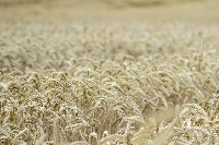 Récolte de céréales : baisse de production, mauvais rendements … «  Un tiers des exploitations Ardennaises pourraient disparaitre » Thierry Huet 