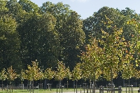 Pour chaque mariage célébré en 2025 à Charleville-Mézières, un arbre sera planté en ville, au nom des jeunes mariés