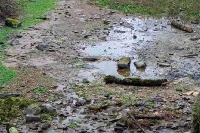 Ardennes : la sécheresse menace les rivières et bouleverse la biodiversité