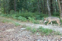 Situation du loup dans le département des Ardennes
