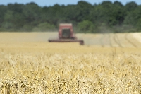 Ardennes: Canicule et sécheresse : 1,37 million d'euros débloqués pour soutenir les agriculteurs ardennais 