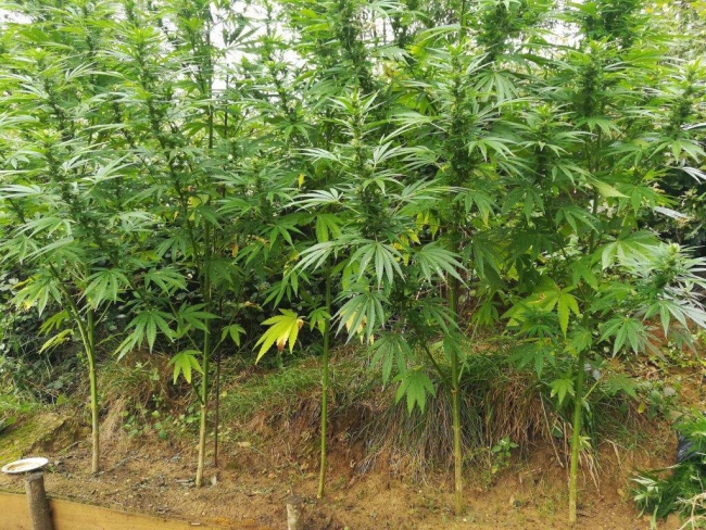 Charleville-Mézières :  87 pieds de cannabis saisis chez un  jeune carolomacérien. 