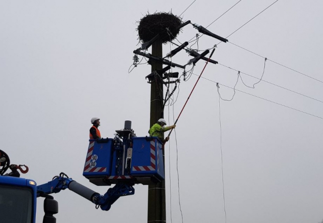 Douzy : une nouvelle coupure de courant en raison des cigognes 