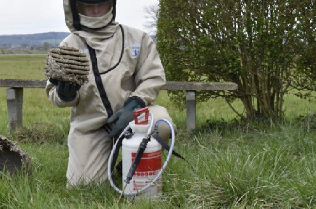 Attention à la présence du frelon asiatique dans les Ardennes 