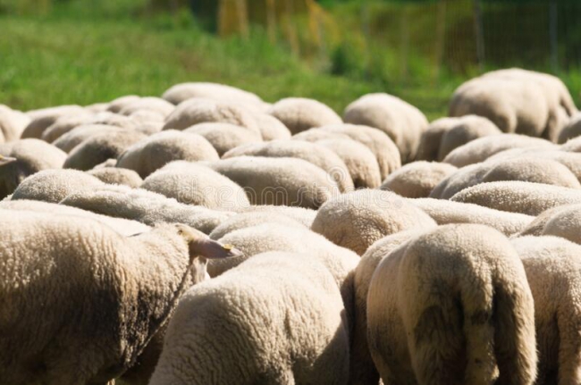 Sault-les-Rethel : chute accidentelle de deux moutons dans le canal 