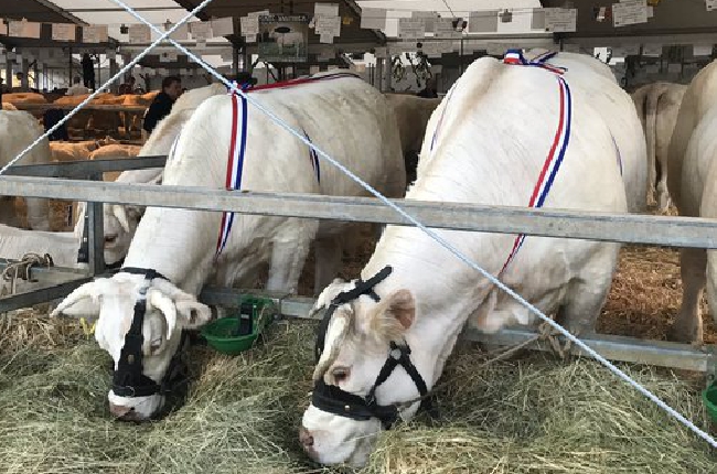 Foire agricole de Sedan : fièvre catarrhale , les concours ovins et bovins annulés  
