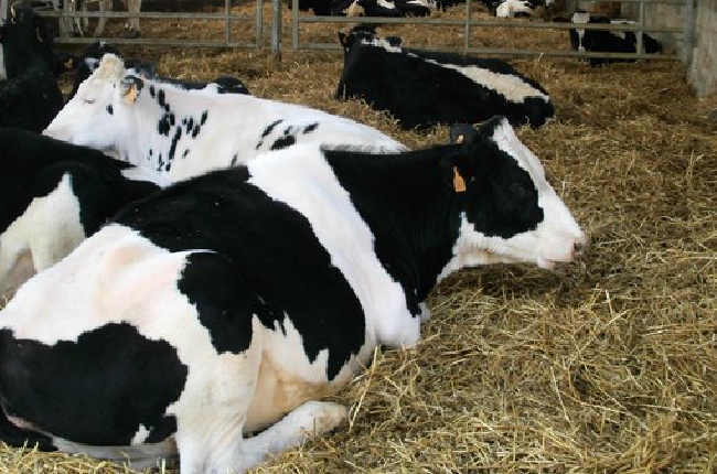 Dermatose bovine : les contrôles renforcés dans les exploitations Ardennaises 