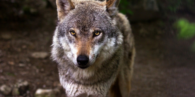 Des tests ADN confirment la présence du loup dans les Ardennes 