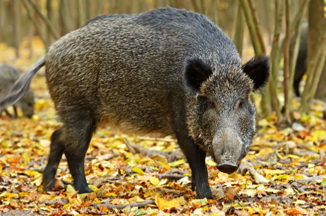 La Ville de Charleville-Mézières souhaite sauver le  sanglier Toto 