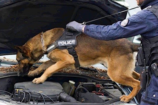 Les brigades canines de la police des Ardennes bientôt supprimées ?