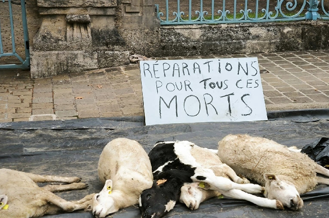 Des cadavres de moutons déposés devant la Préfecture des Ardennes pour illustrer le quotidien des éleveurs, ovins et bovins, face à la fièvre catarrhale