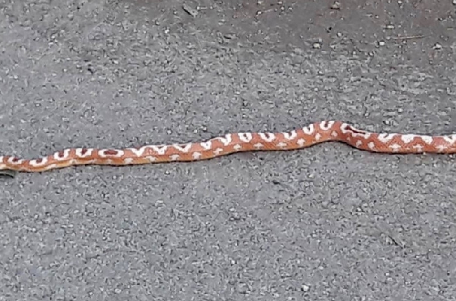 Château-Porcien : un serpent divague en pleine rue 