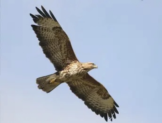 Taillette : une buse secourue par les pompiers 