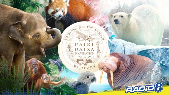 Cette semaine sur Radio 8 on vous invite à Pairi Daiza !